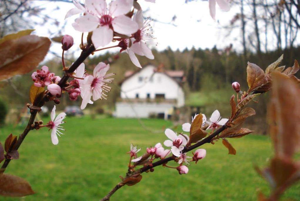 Wald-Apartment Limbach-Oberfrohna Exterior photo